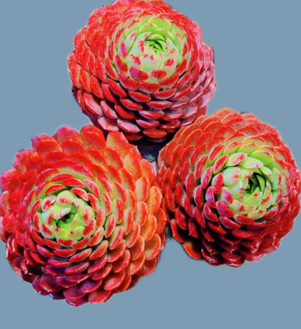 x 朱砂痣（富贵球） 精品多肉耐旱耐冻种植新手好养