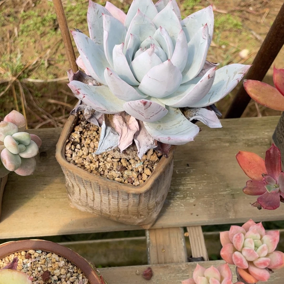 邀约仙子大粗腿老桩