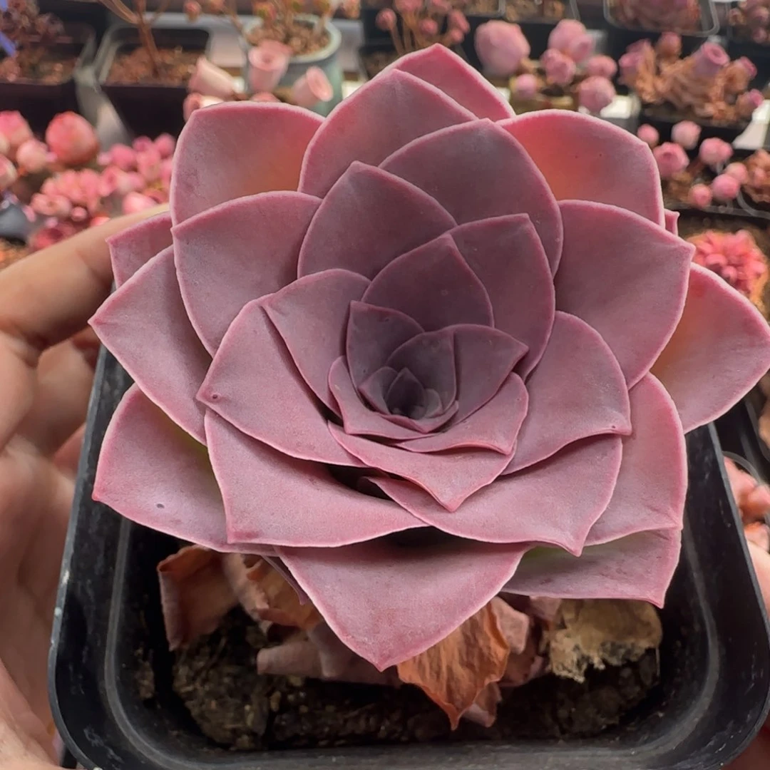 Y964半城玫瑰魅影
