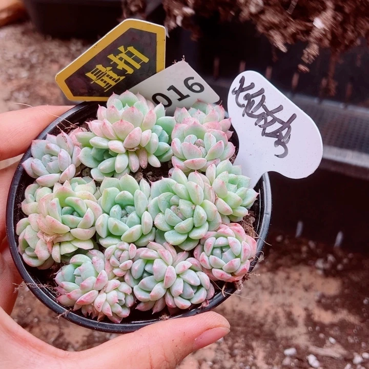 多肉植物多肉植物