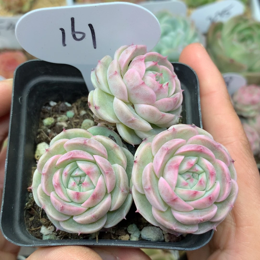 白芷珍妮3头群161