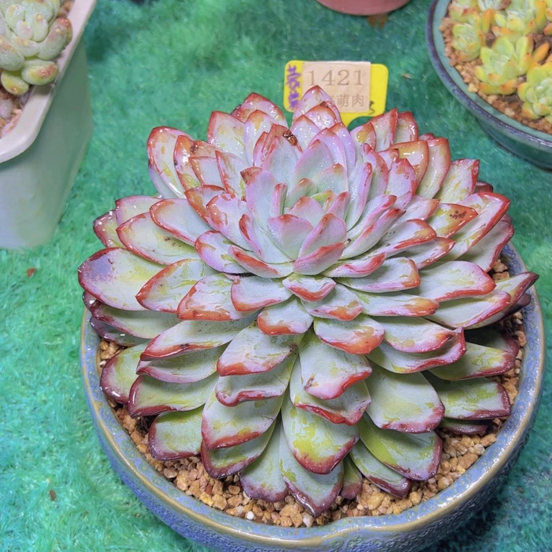 杂交1421多肉植物