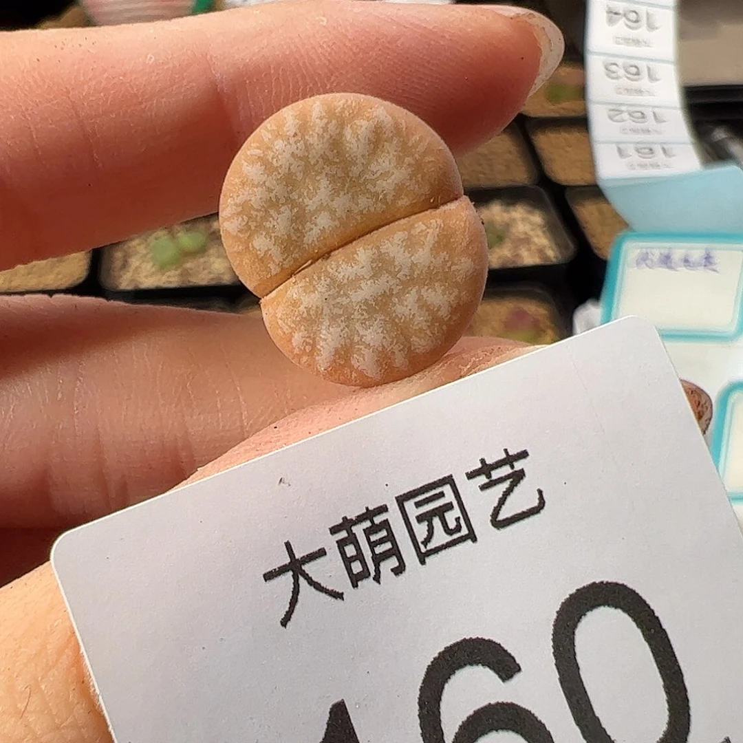 0000160 一物一拍。