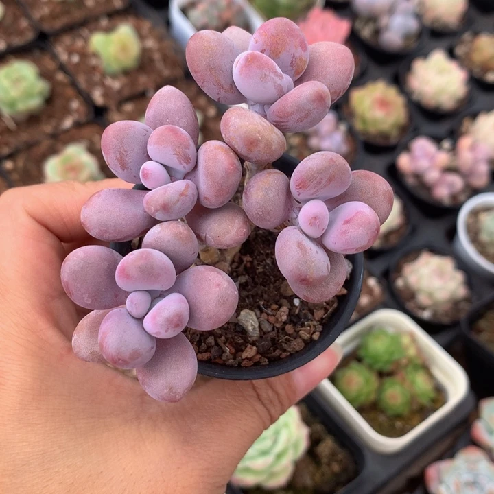 精控桃蛋一物一拍