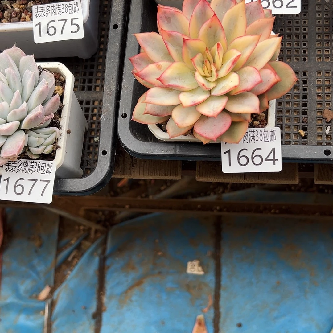 紫***玉无花朵多肉一物一拍植物1664