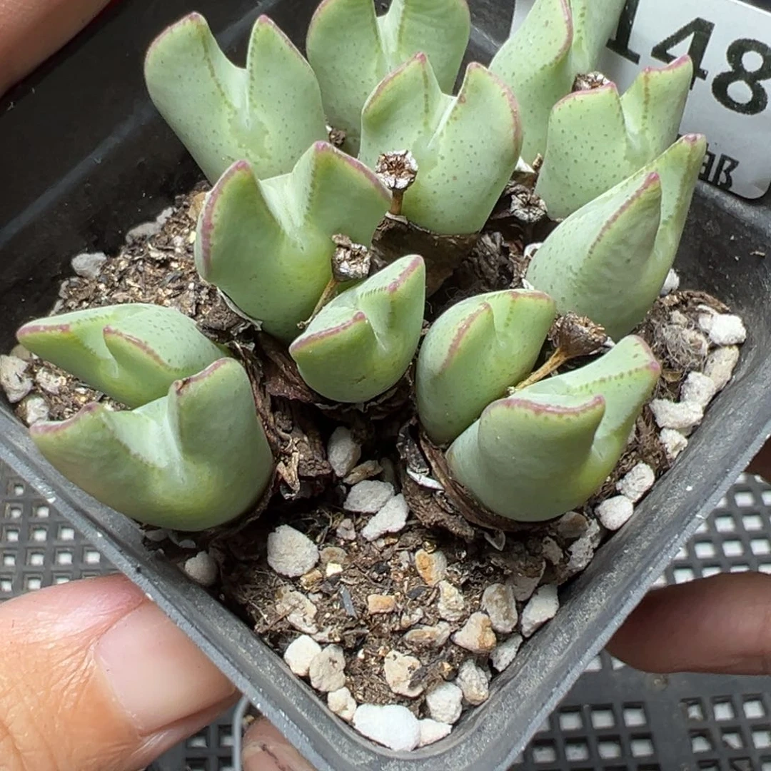 【闪购商品】乔*1148……