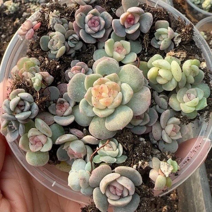 33王者系列多肉植物一盒