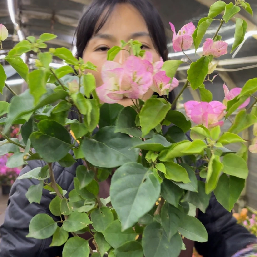 全部花苞（美女樱）三角梅会落花落叶会光杆苗有大有小