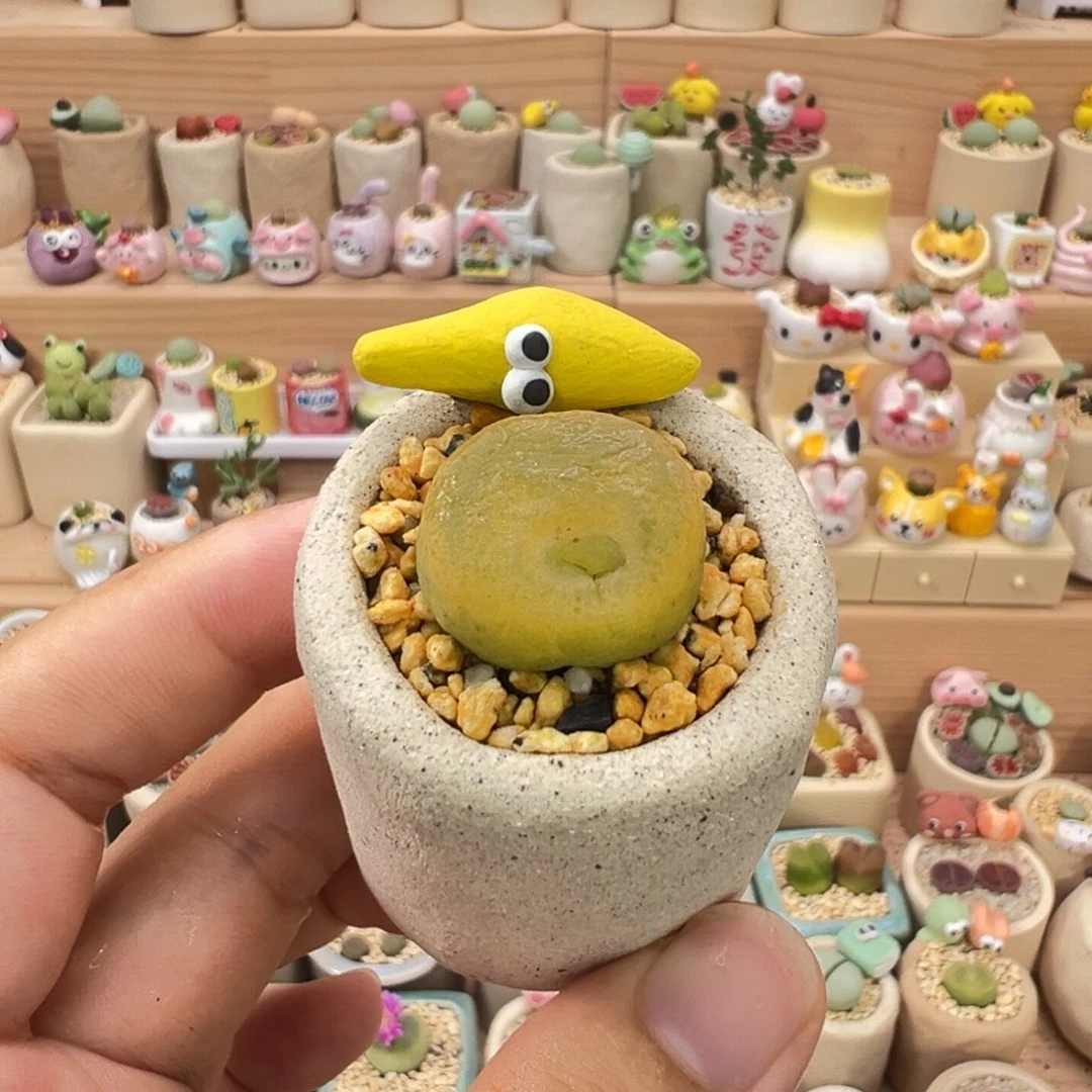 多肉植物36号怪异毛