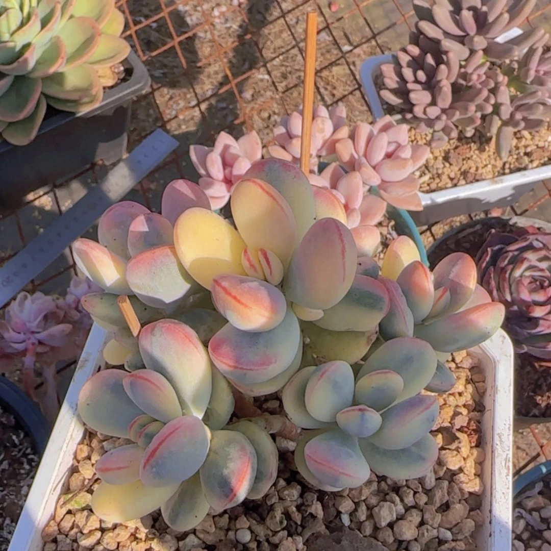 【闪购商品】乒乓福娘锦