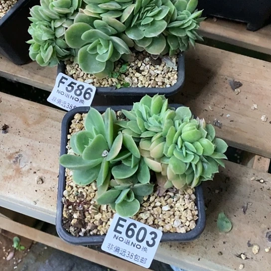 星娜塔缀化603 亏本处理退款拉黑需延时发货