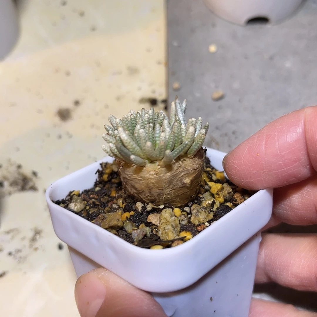 老家产地红花韧锦一物一拍