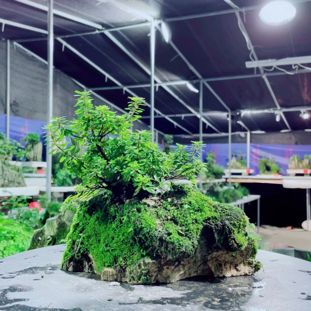 我***工无花朵新品上架一套送三本