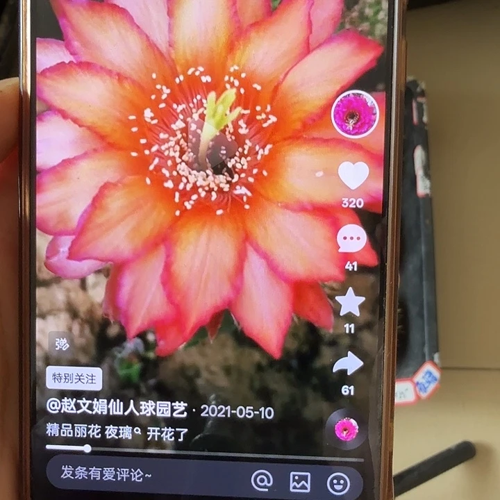 仙人球彩草侧芽歪夜离