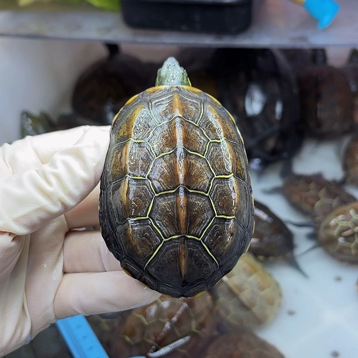 公母搭配宠物龟?