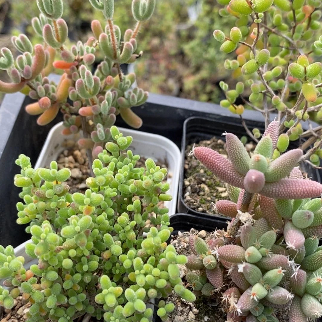 组合6090枝干番杏