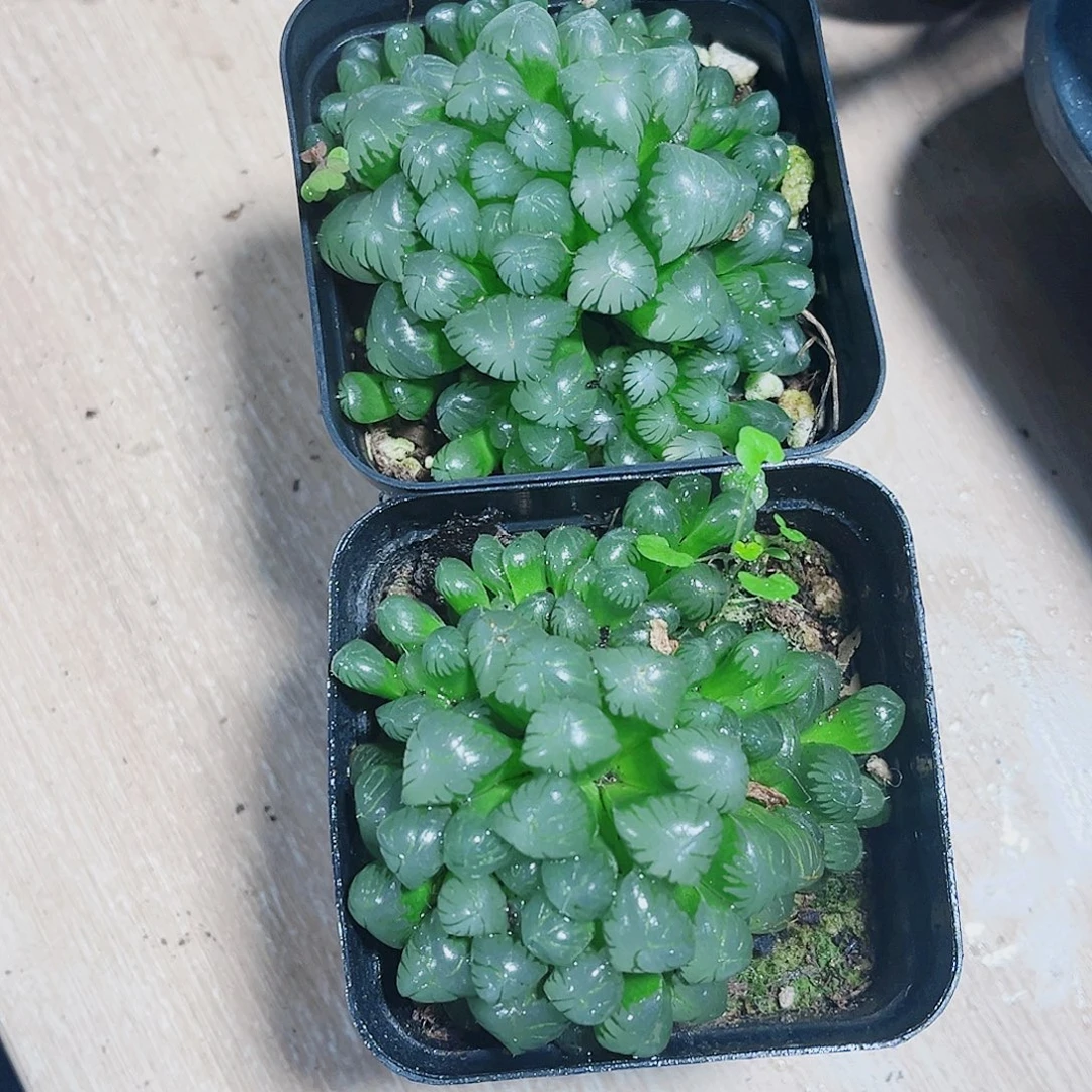 姬雨露群生两颗系列