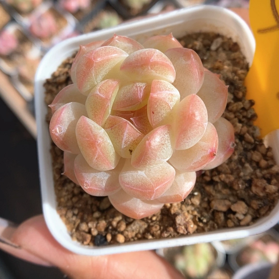 粉玉珍妮473号。
