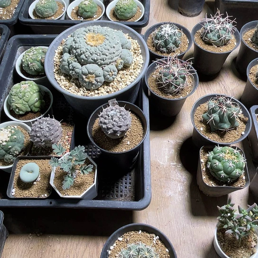 巍***~粉丝专拍仙人球多肉植物