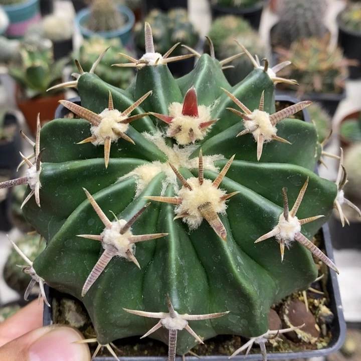 实生王凌波特价福利