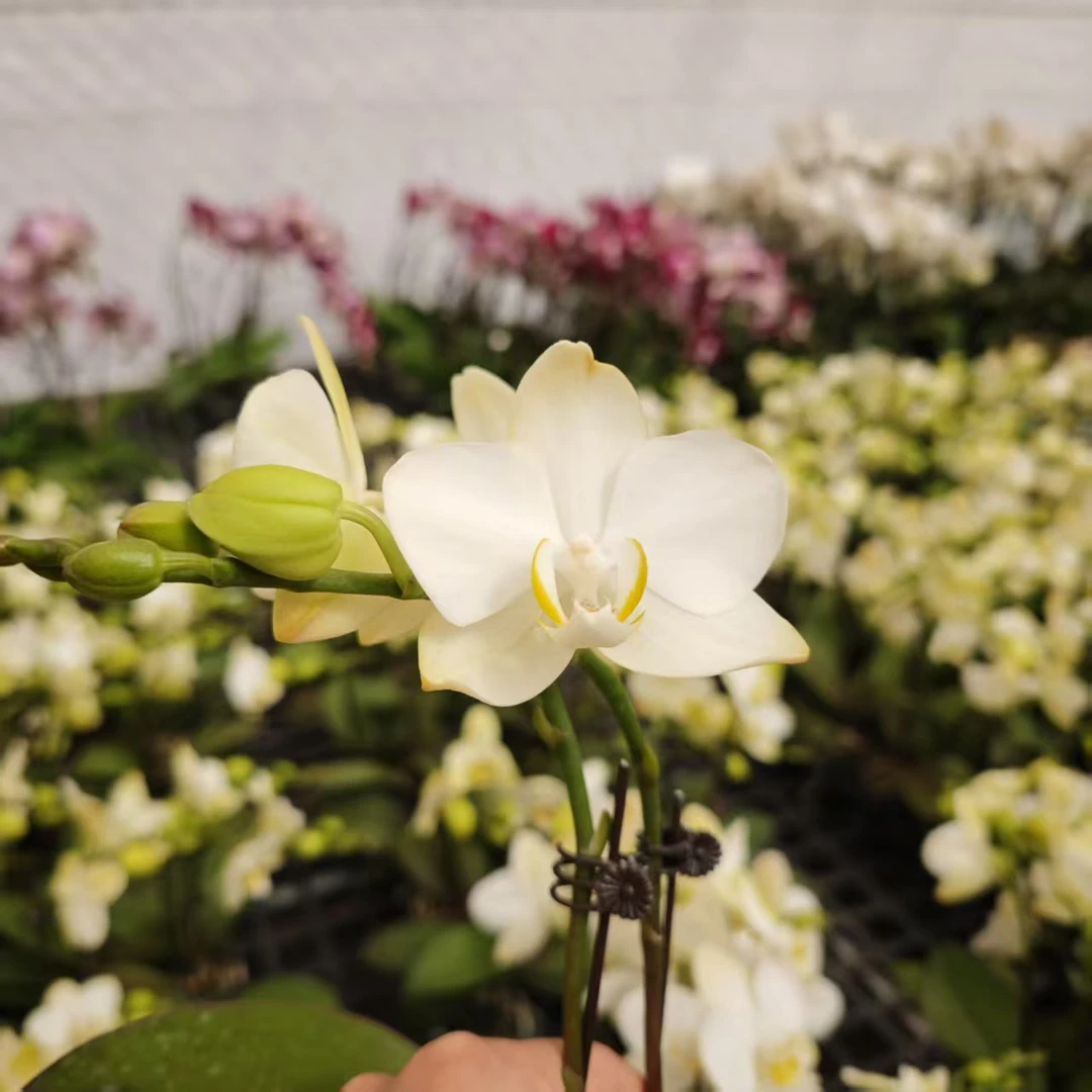 蝴蝶兰【超群挚爱】精品昆明基地直发