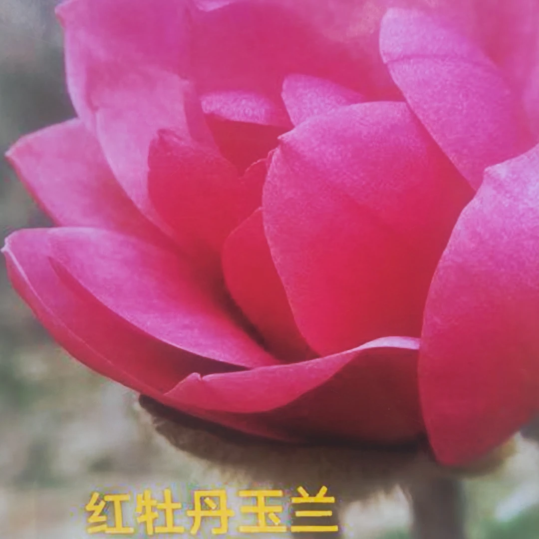 精品玉兰低分枝种三季开花庭院阳台首选带花苞