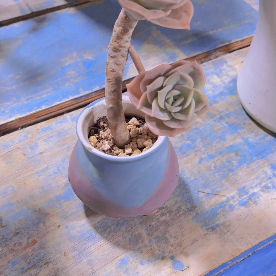 柯***谚多肉植物保护研究所所长