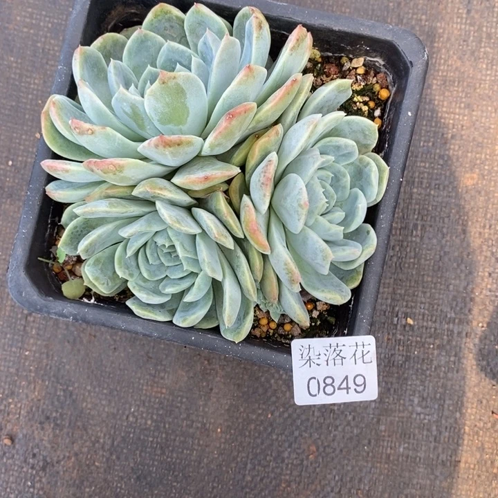 微***精品多肉植物0849
