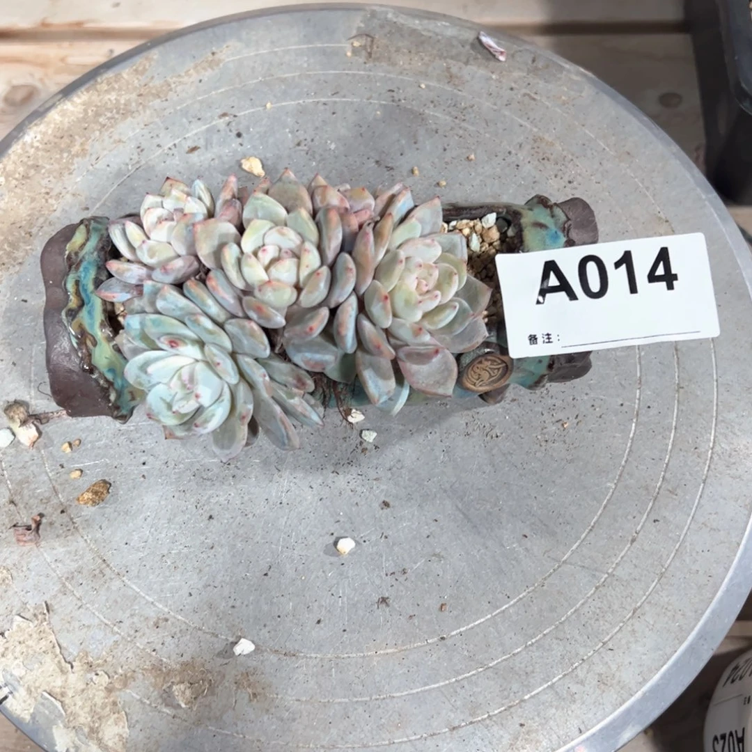 泉*014 多肉多肉多肉多肉多肉