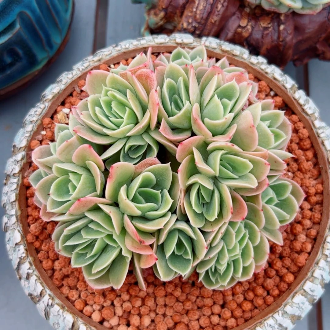 星娜塔的多肉植物