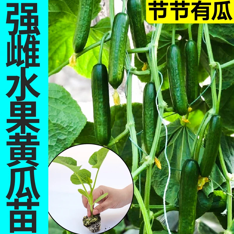 水果黄瓜种苗 小黄瓜苗蔬菜种苗 春季 四季盆栽高产种苗 苗场直发