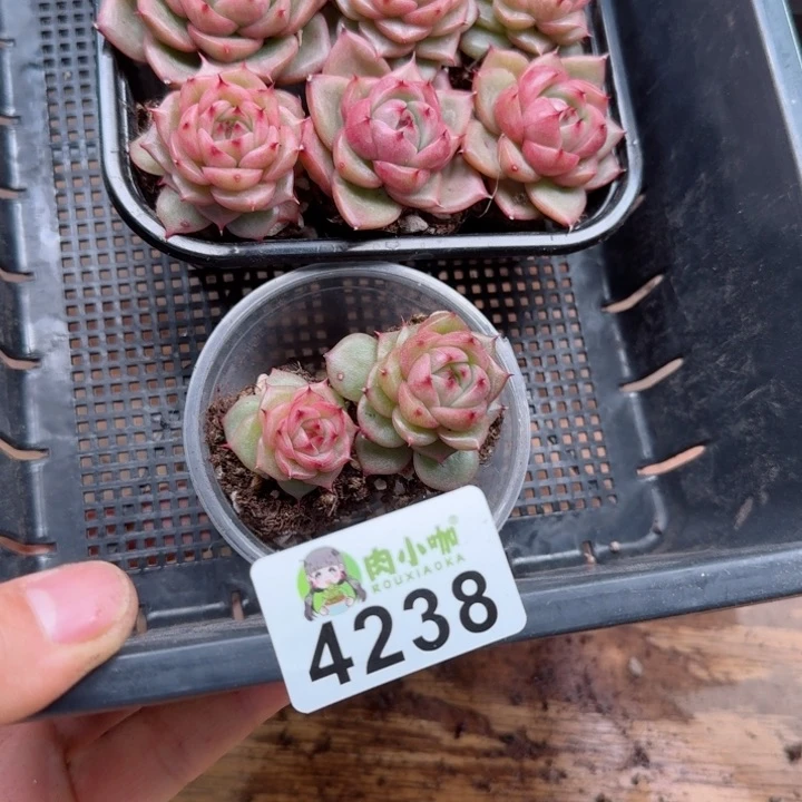 玲*多肉植物多肉植物