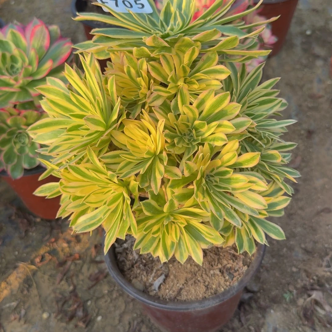 705夕颜。多肉植物