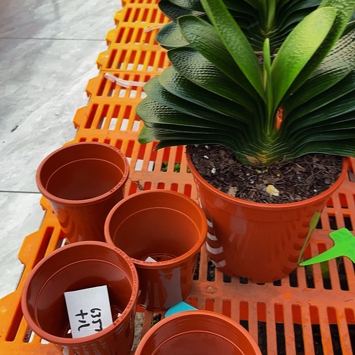 完全开放十八，莲一种子