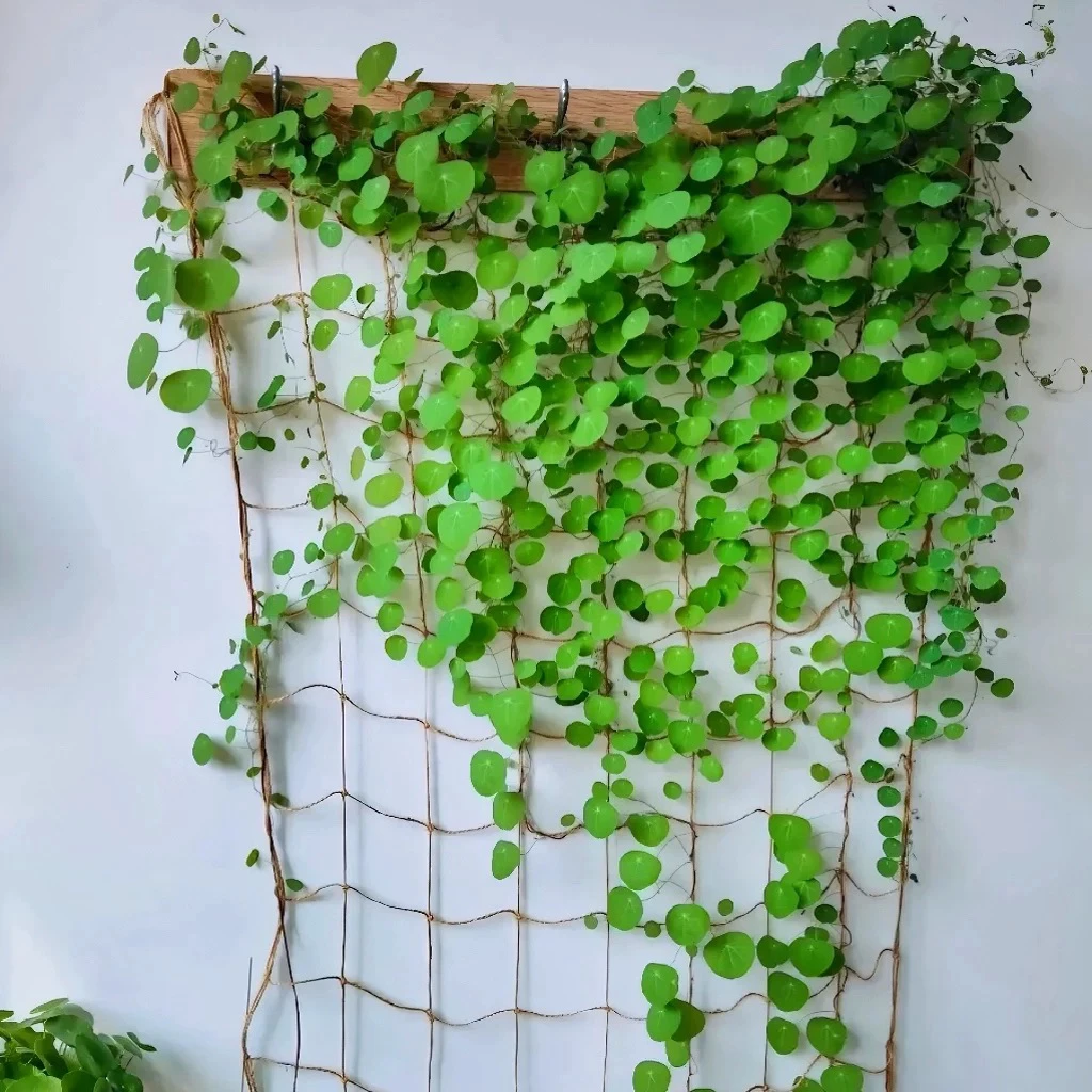 山乌龟爬藤网植物攀爬上墙牵引月季绿萝花架固定麻绳软网装饰墙