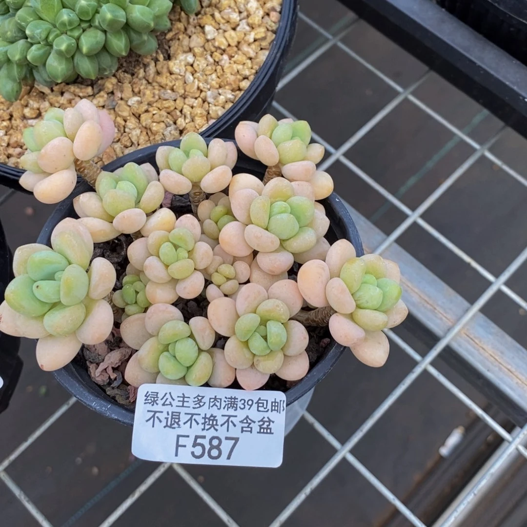 586白奶糖多肉9c m