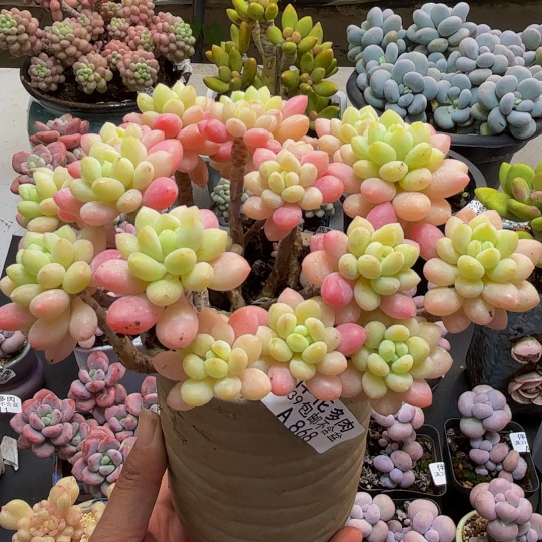 868鱼子酱15cm多肉