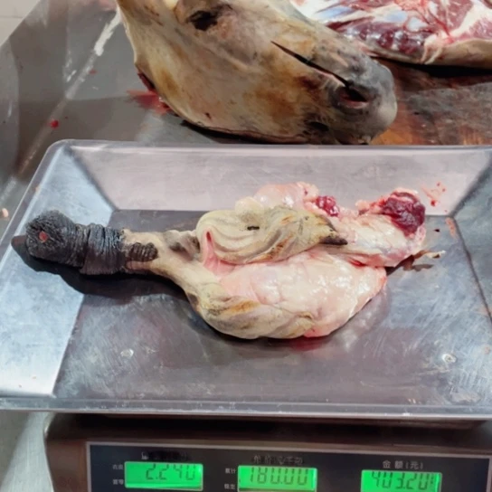 【闪购商品】冷冻保存30天包装河北省