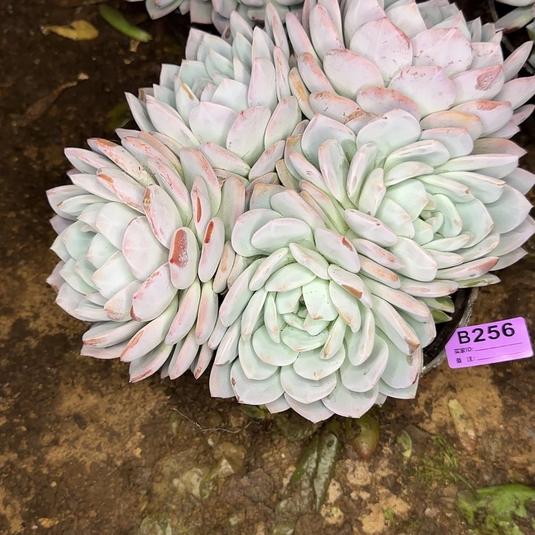 葵***花多肉植物一物一拍橙梦露256
