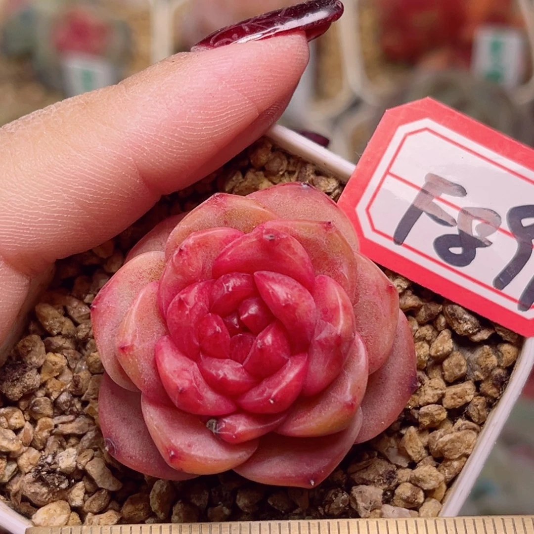 F899一物一拍 天塌地陷紫金锤