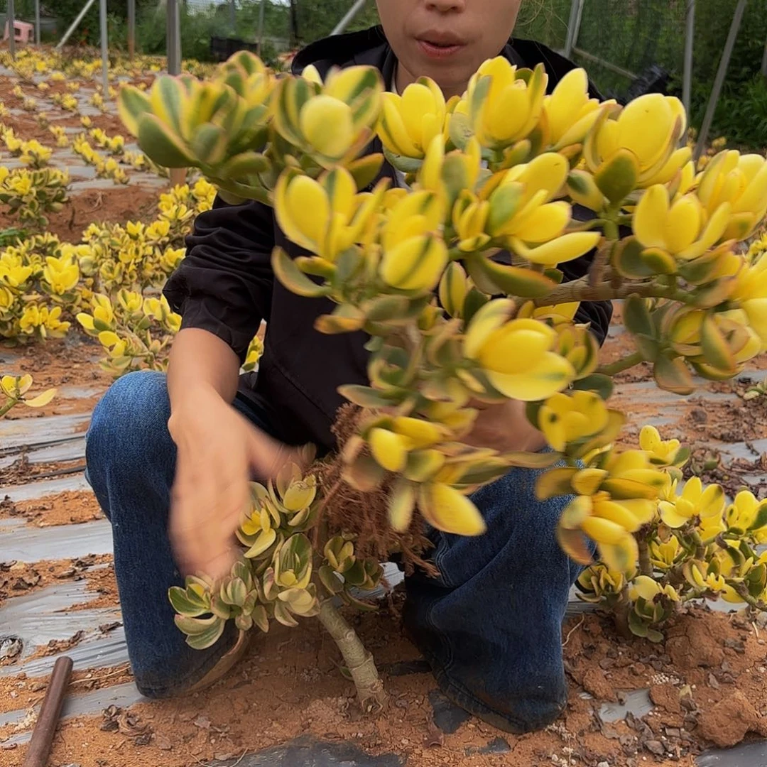 19新花月锦多肉植物