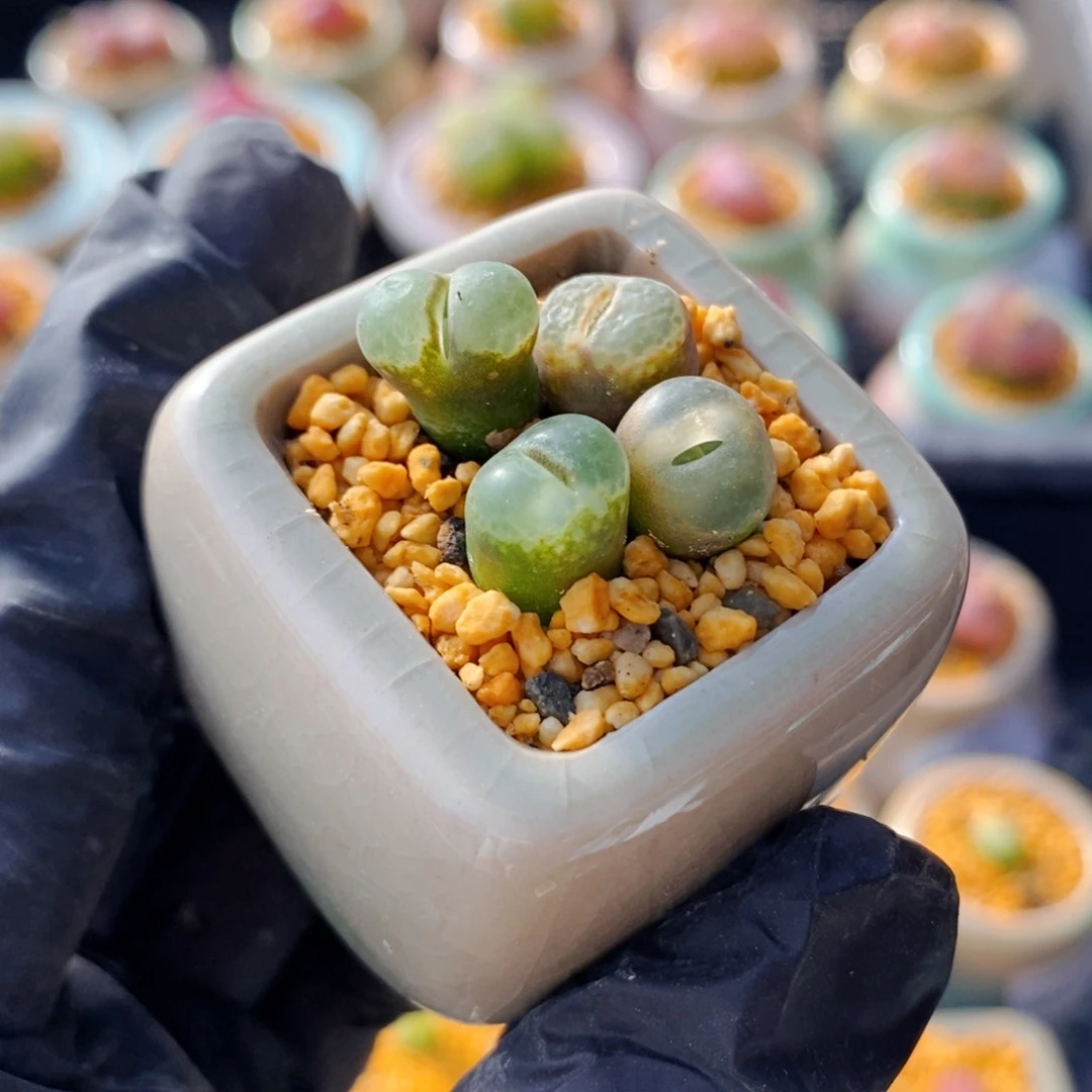 4607--一物一拍 带盆粉樱