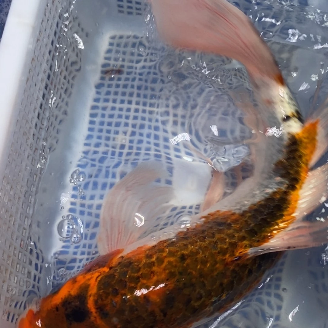 锦鲤冷水锦鲤包邮