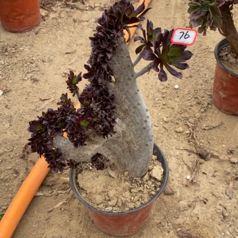 黑法师缀一物一拍