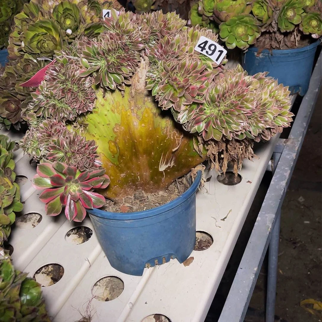 法师法师3/-31包邮法师