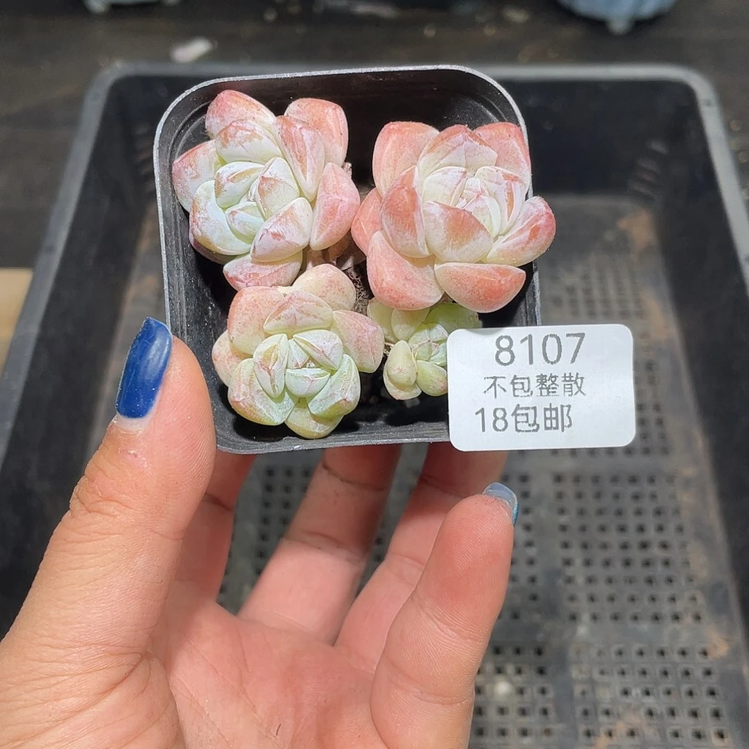 8107。 冰玉。