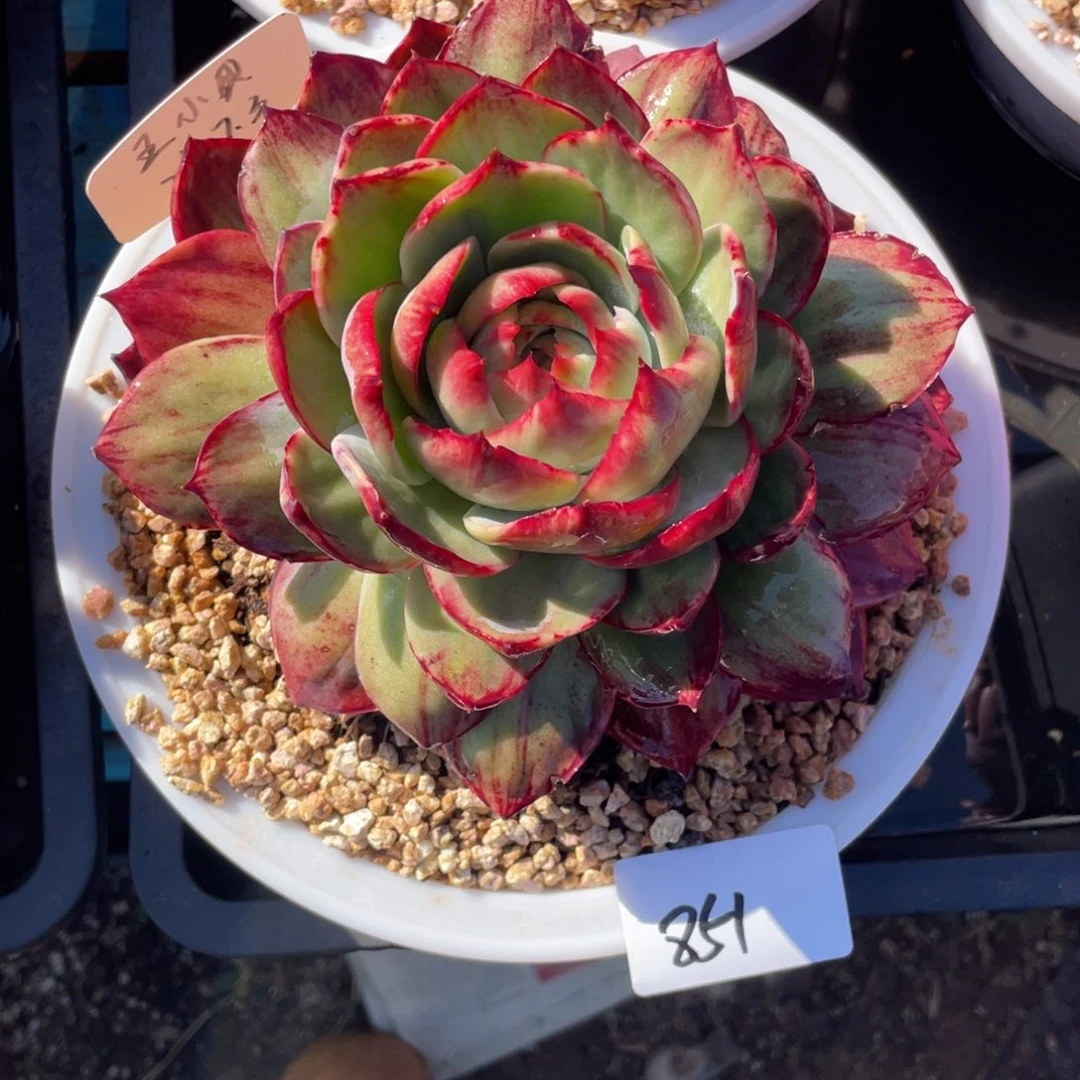 惊鸿仙子冠服19左右