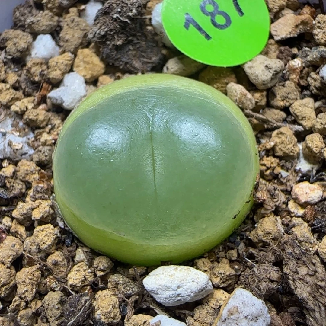拉登1.8点多肉植物187