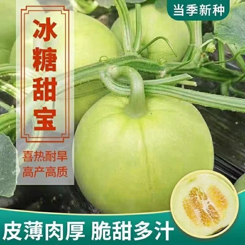 冰糖甜宝甜瓜香瓜种子冰糖超甜青皮香瓜种子高产春秋播水果种孑