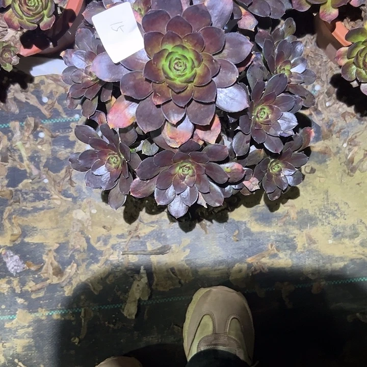 快****?多肉法师植物链接15